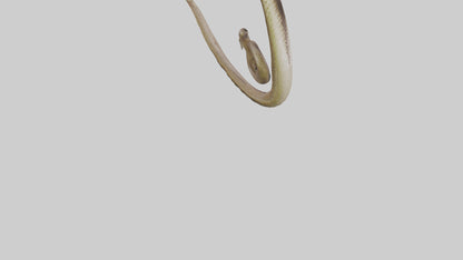 Snake Digestive System 3D model