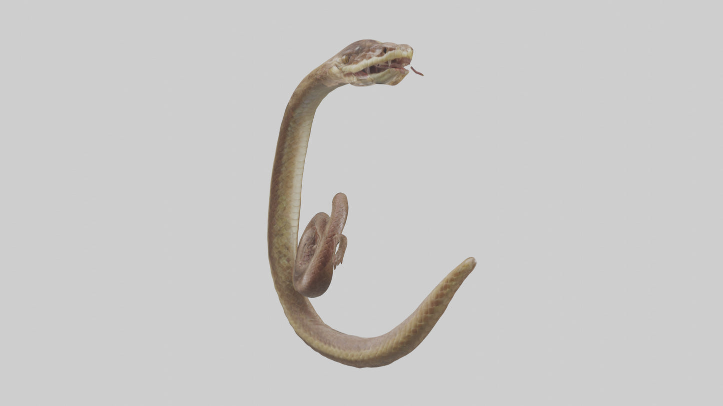 Snake Digestive System 3D model