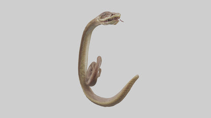 Snake Digestive System 3D model