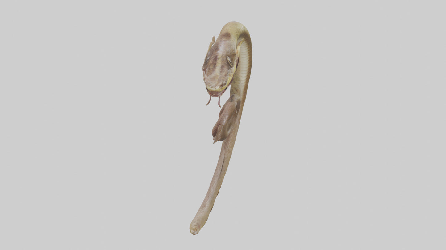 Snake Digestive System 3D model