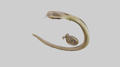 Snake Digestive System 3D model