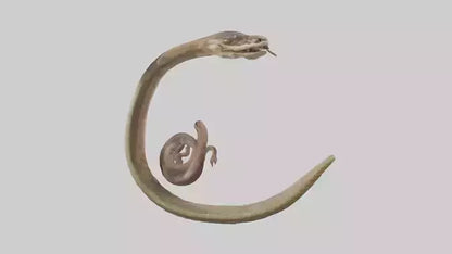 Snake Digestive System 3D model