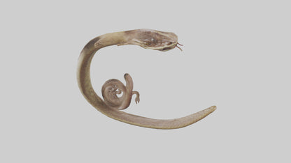 Snake Digestive System 3D model