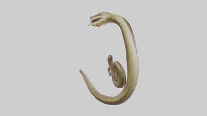 Snake Digestive System 3D model