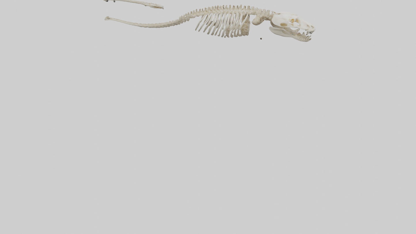 Snake Skeleton model 3D model