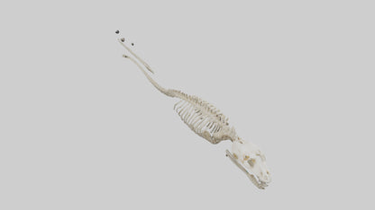 Snake Skeleton model 3D model