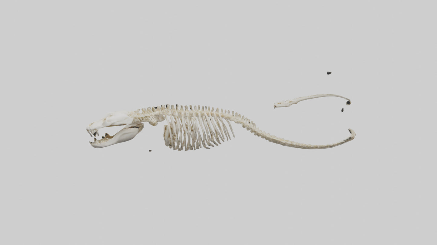 Snake Skeleton model 3D model