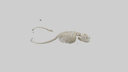 Snake Skeleton model 3D model