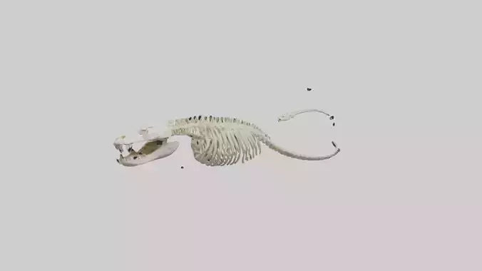 Snake Skeleton model 3D model