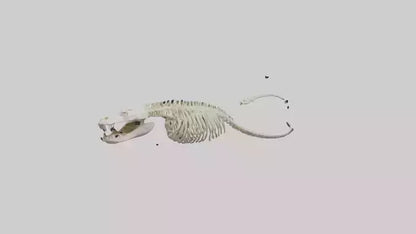 Snake Skeleton model 3D model