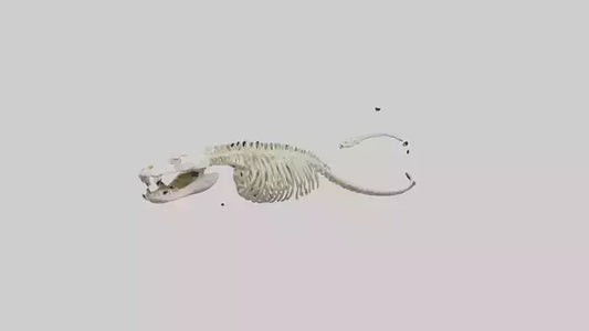 Snake Skeleton model 3D model