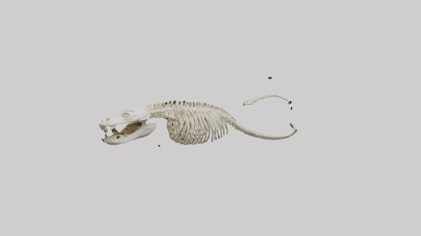 Snake Skeleton model 3D model