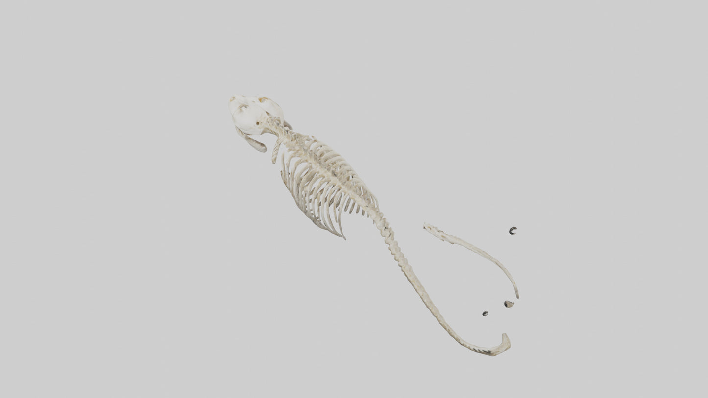 Snake Skeleton model 3D model