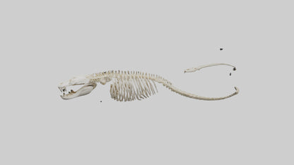 Snake Skeleton model 3D model