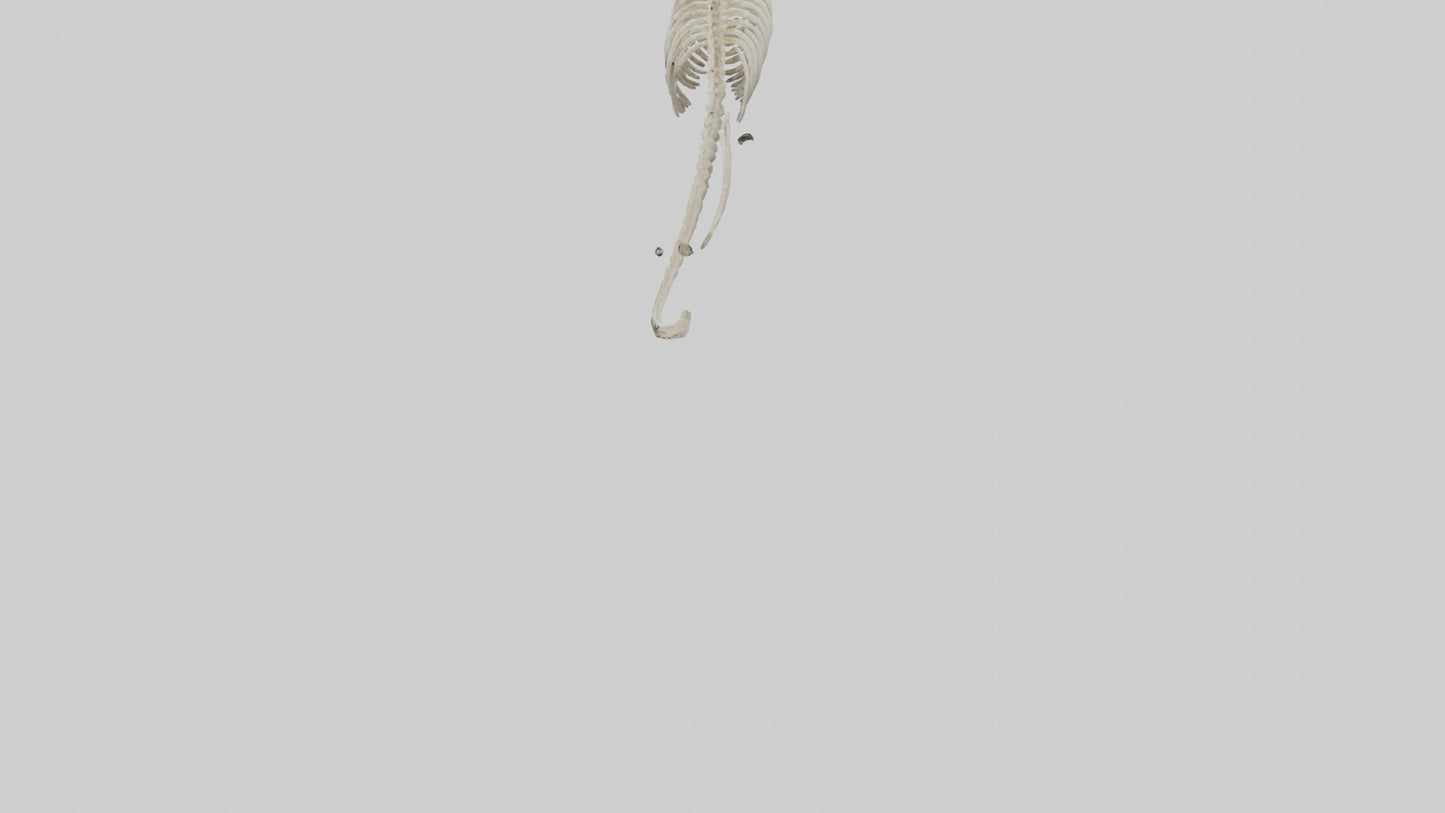 Snake Skeleton model 3D model