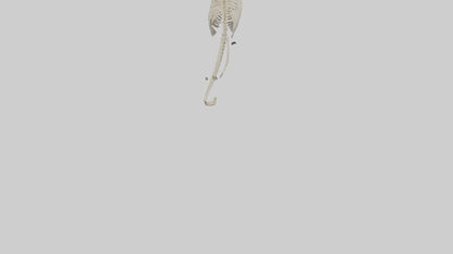 Snake Skeleton model 3D model
