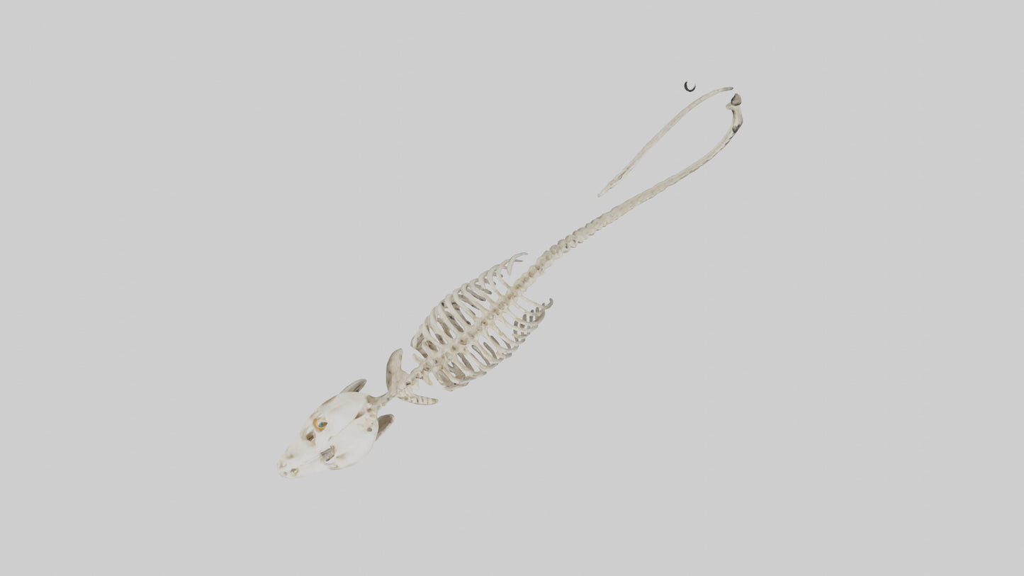Snake Skeleton model 3D model