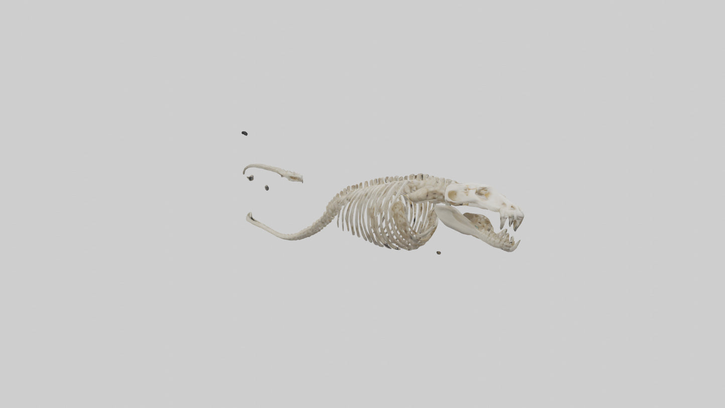 Snake Skeleton model 3D model