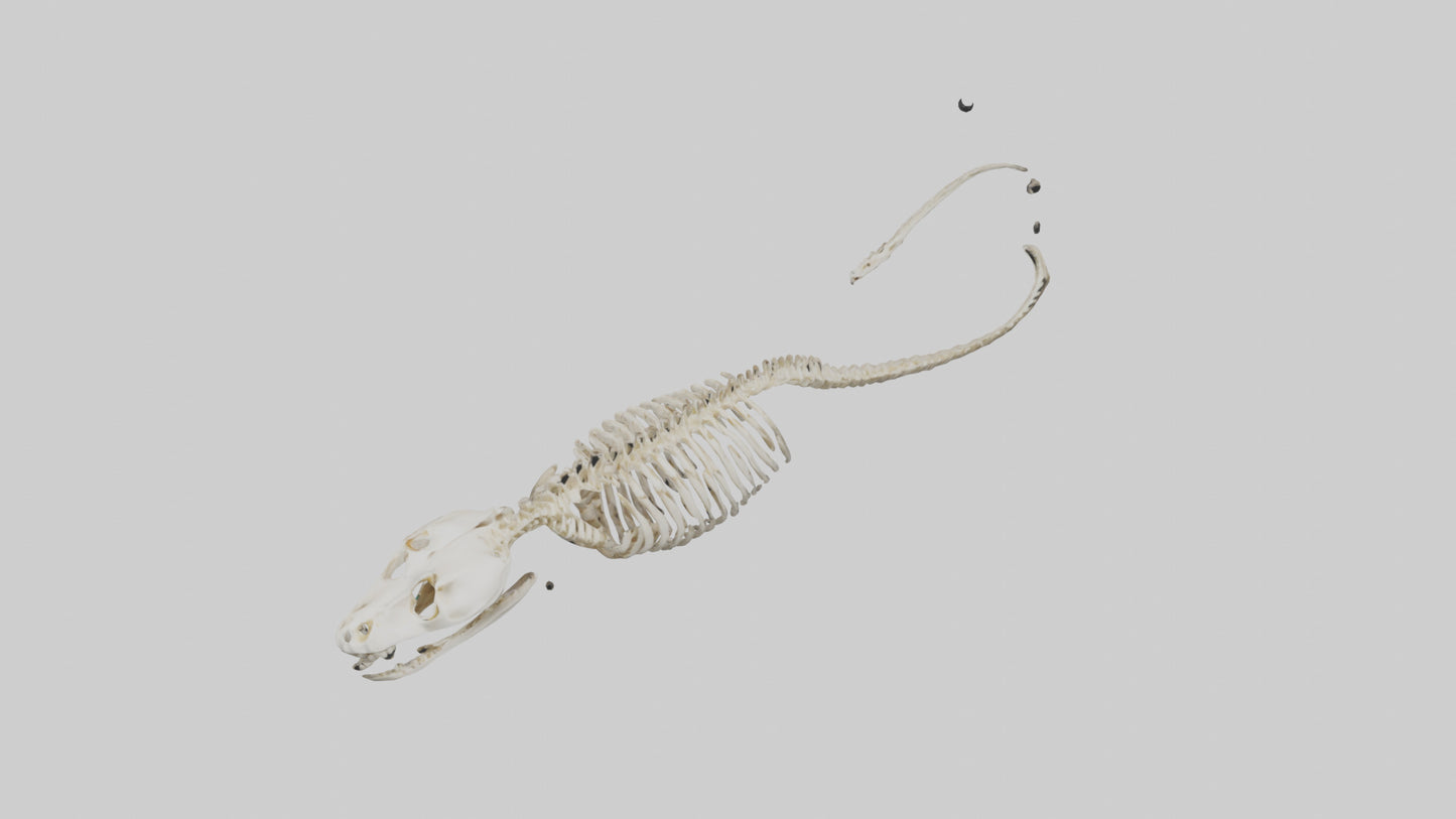 Snake Skeleton model 3D model