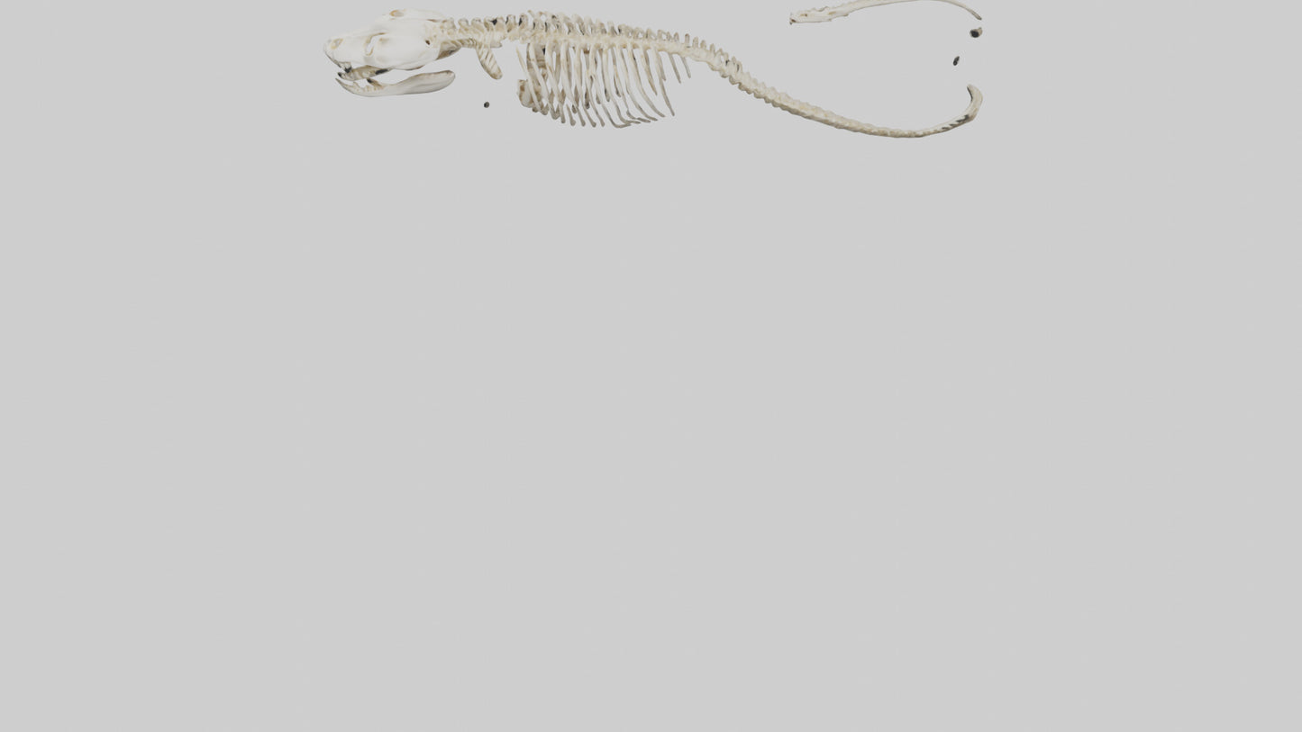 Snake Skeleton model 3D model