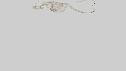 Snake Skeleton model 3D model