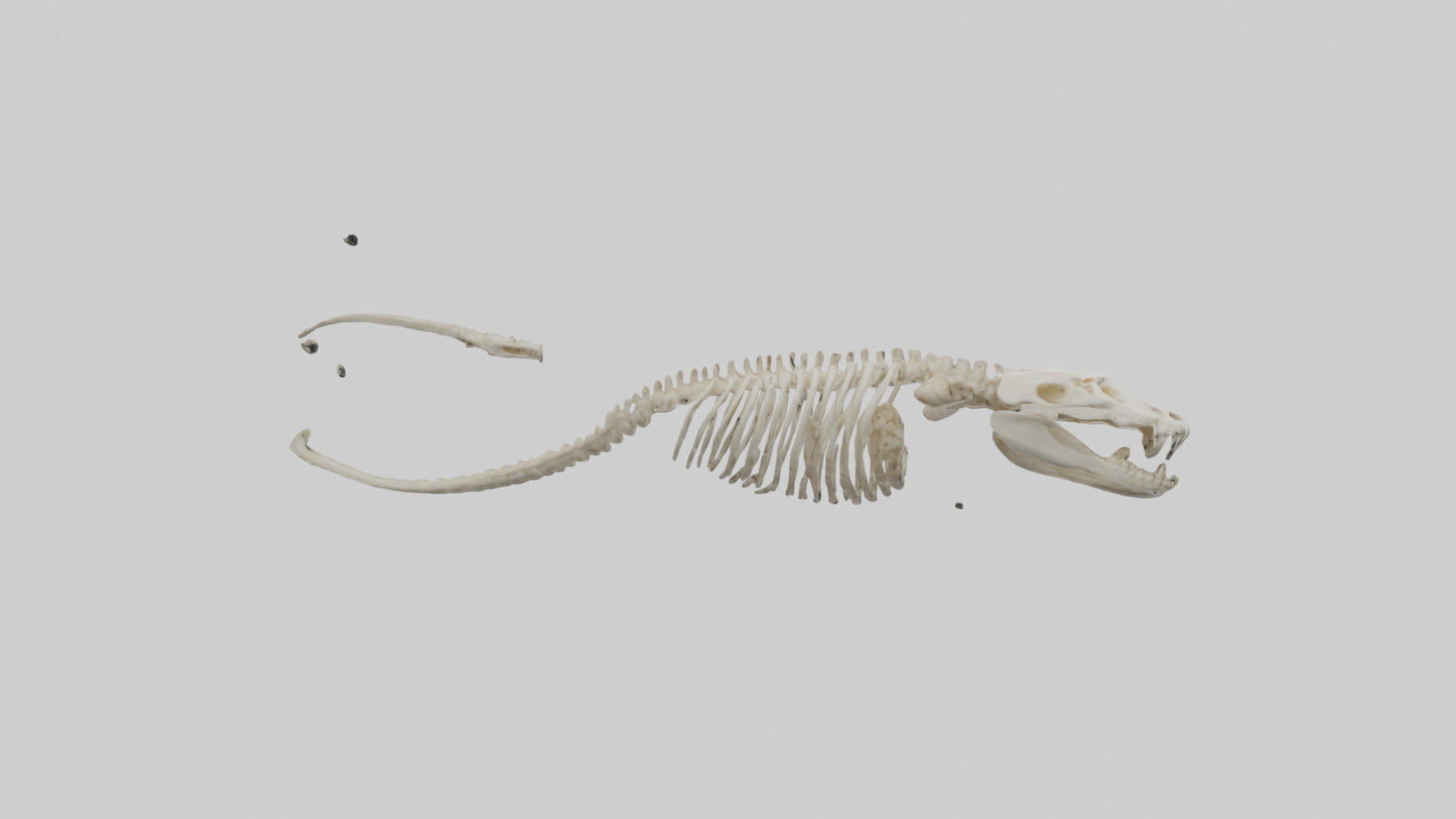 Snake Skeleton model 3D model
