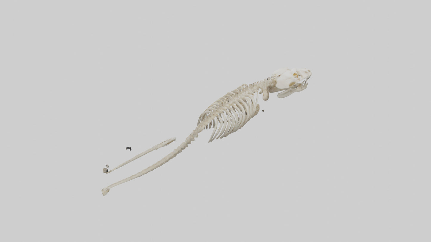 Snake Skeleton model 3D model