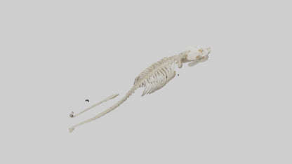 Snake Skeleton model 3D model