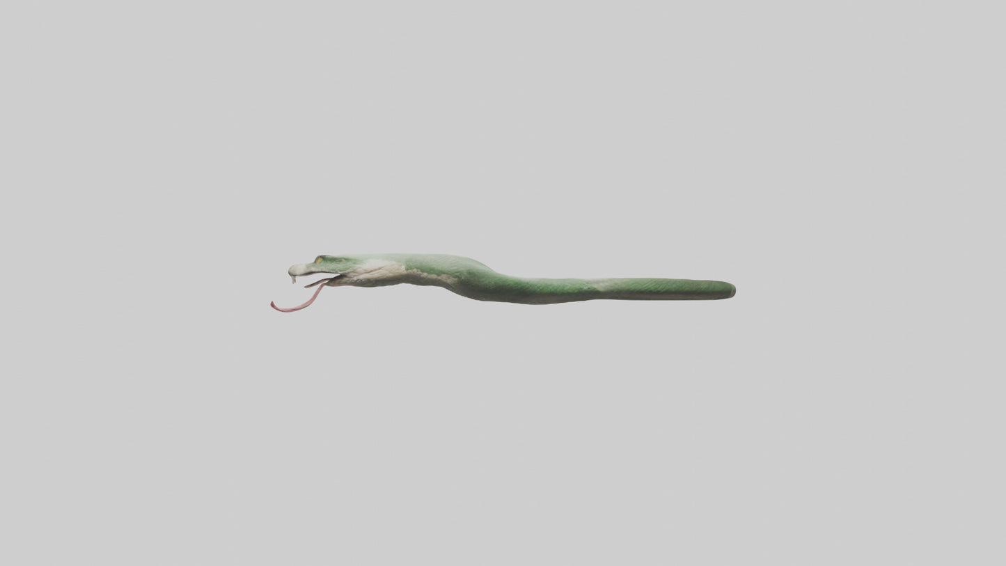 Snake Tongue Model 3D model