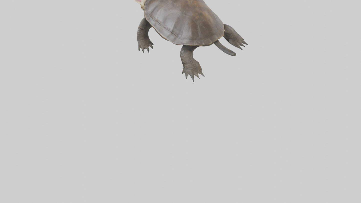 Snapping Turtle biting model 3D model