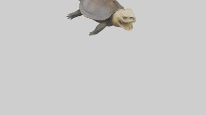 Snapping Turtle biting model 3D model