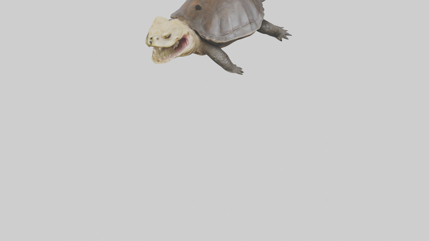 Snapping Turtle biting model 3D model