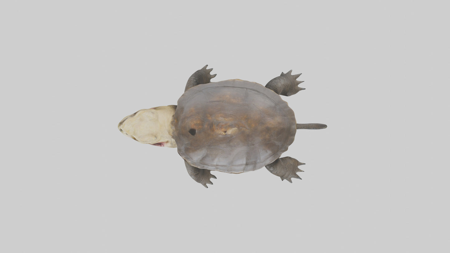 Snapping Turtle biting model 3D model