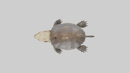 Snapping Turtle biting model 3D model