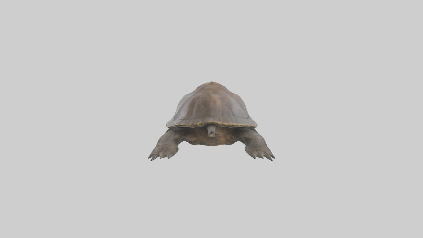 Snapping Turtle biting model 3D model