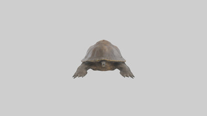 Snapping Turtle biting model 3D model
