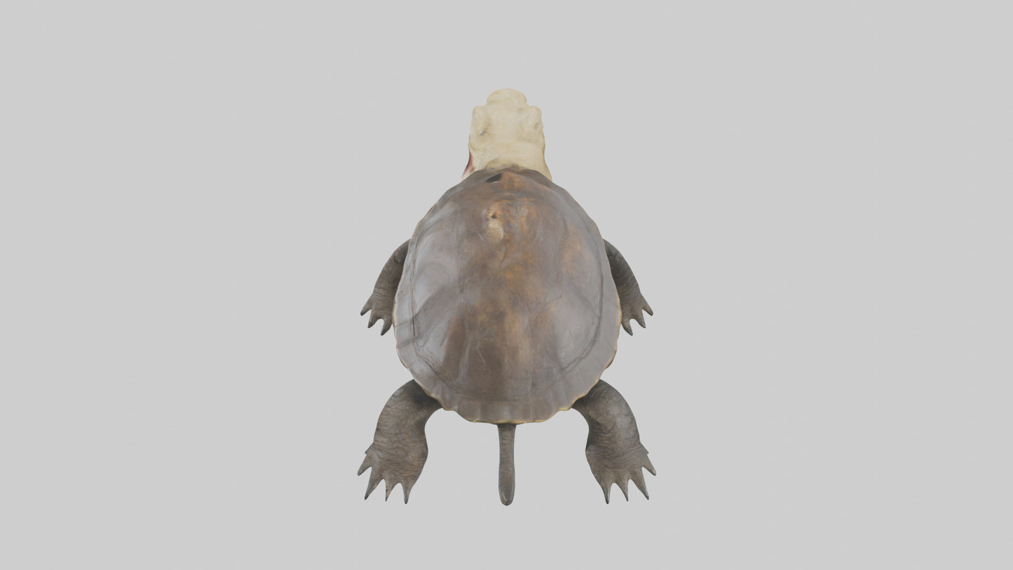 Snapping Turtle biting model 3D model