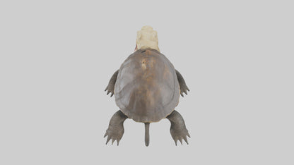 Snapping Turtle biting model 3D model