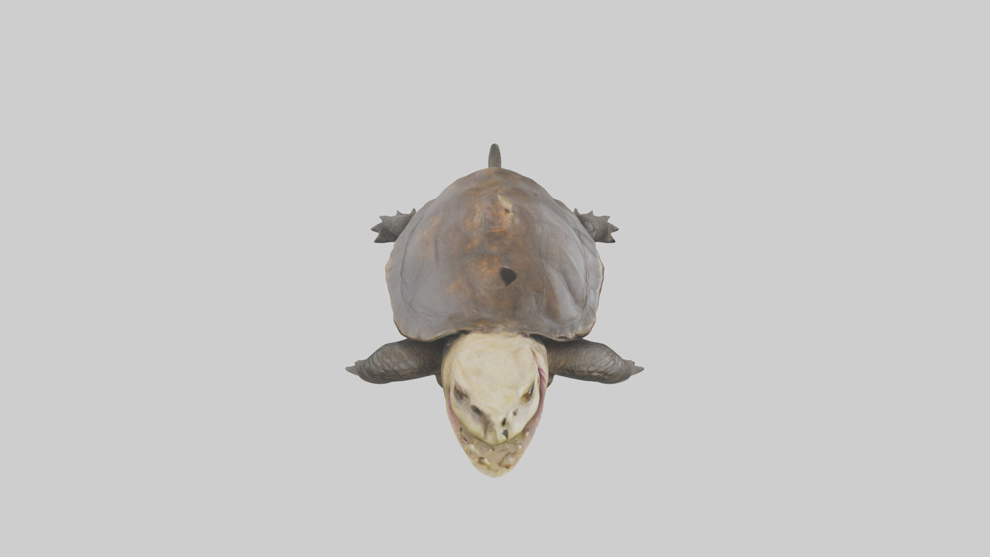 Snapping Turtle biting model 3D model