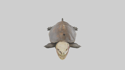 Snapping Turtle biting model 3D model