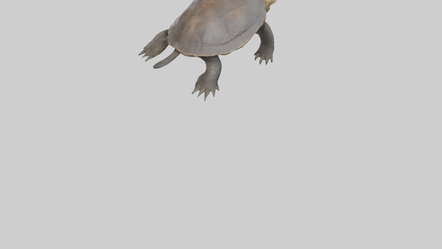 Snapping Turtle biting model 3D model