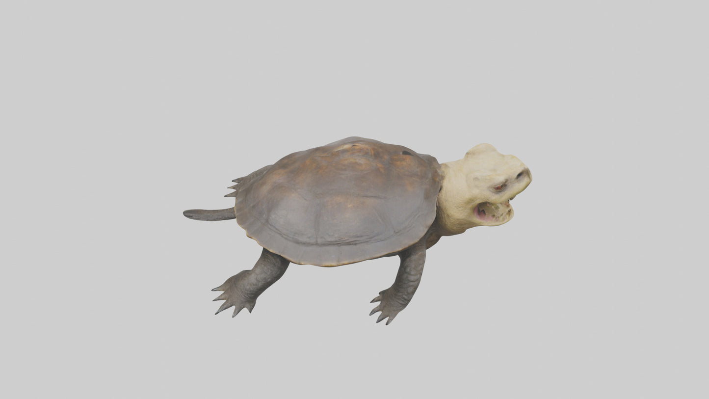 Snapping Turtle biting model 3D model
