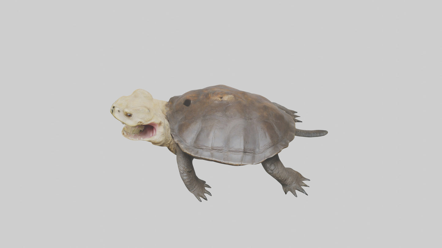 Snapping Turtle biting model 3D model