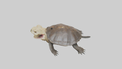 Snapping Turtle biting model 3D model