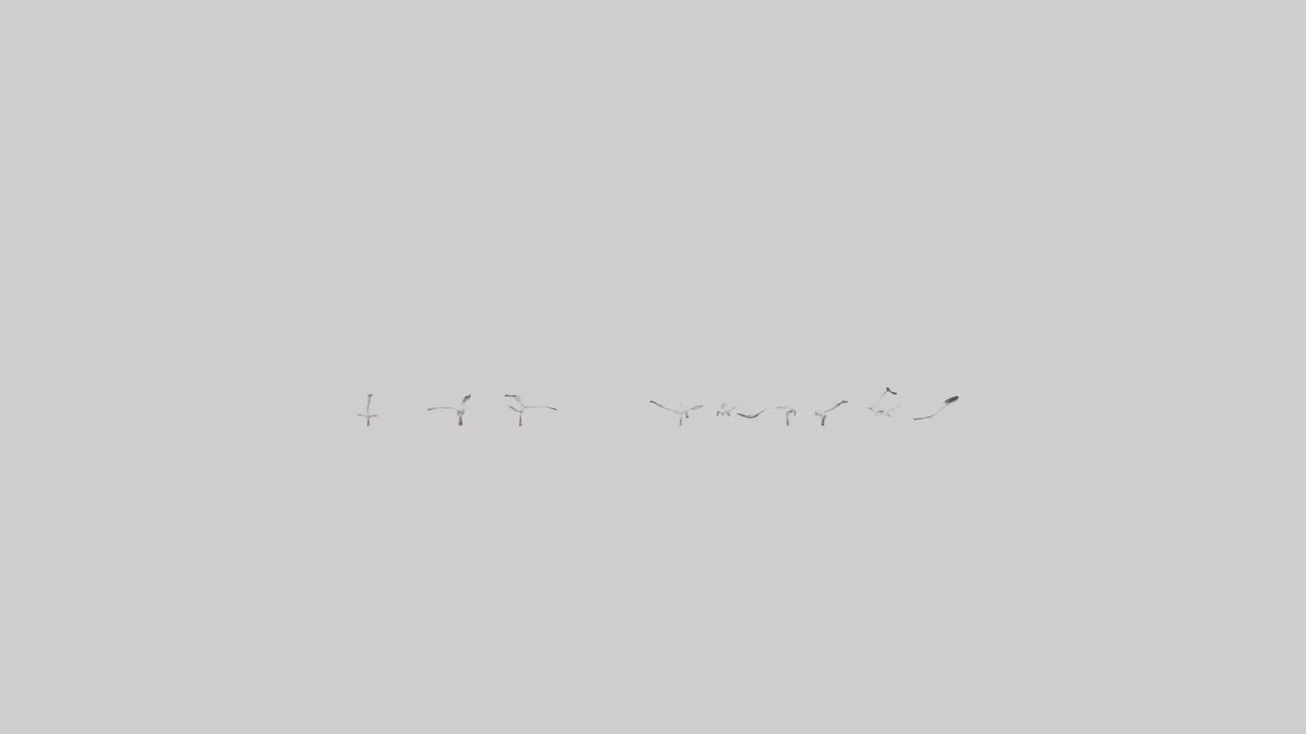 Snow Goose migrating model 3D model