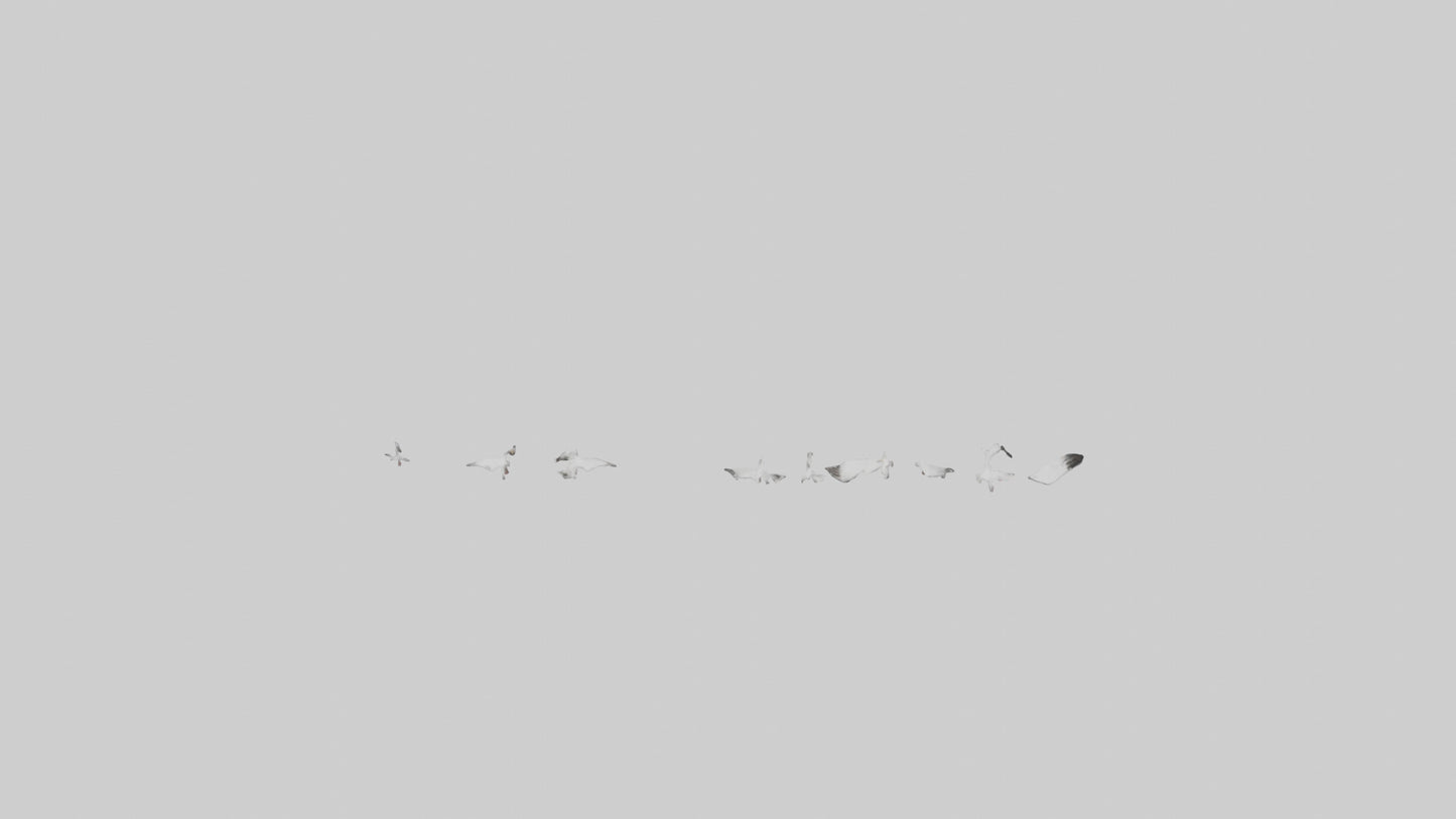 Snow Goose migrating model 3D model