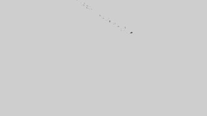 Snow Goose migrating model 3D model