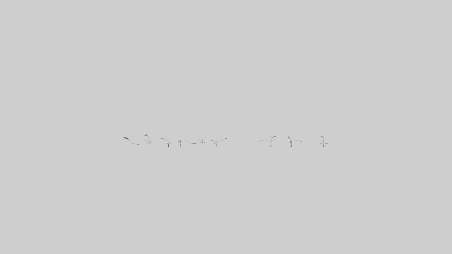 Snow Goose migrating model 3D model