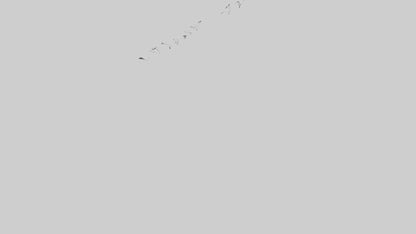 Snow Goose migrating model 3D model