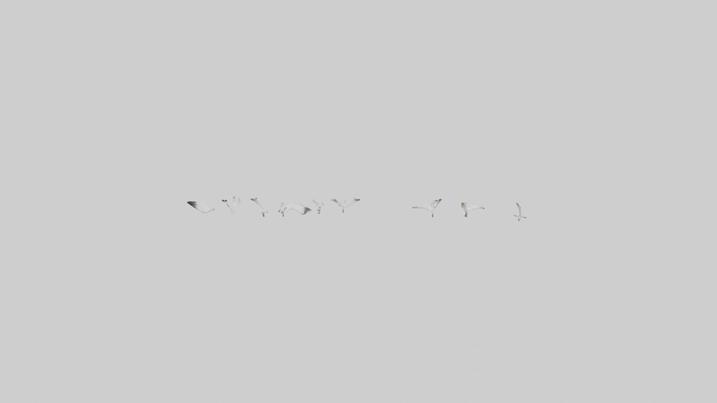 Snow Goose migrating model 3D model